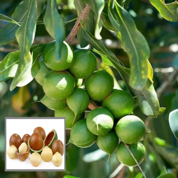 Macadamia Nut Fruit Live Plant