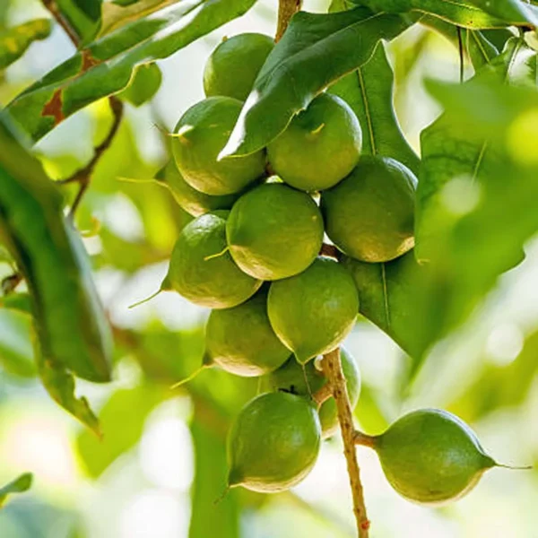 Macadamia Nut Fruit Live Plant - Image 2