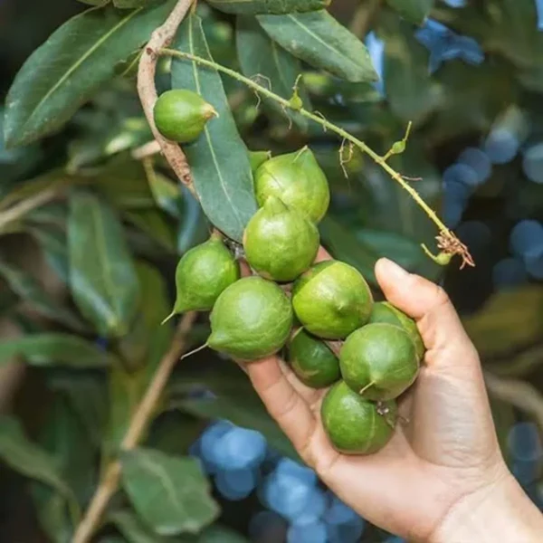 Macadamia Nut Fruit Live Plant - Image 3