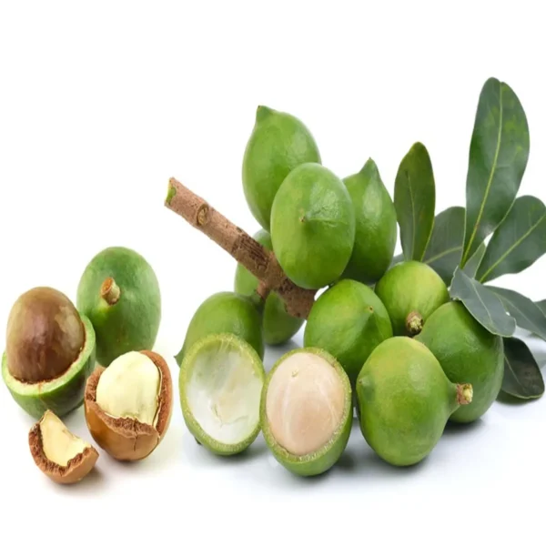 Macadamia Nut Fruit Live Plant - Image 4