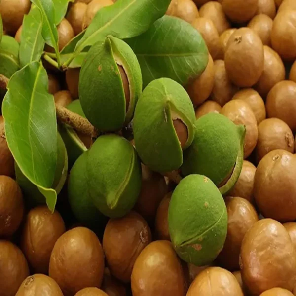 Macadamia Nut Fruit Live Plant - Image 5