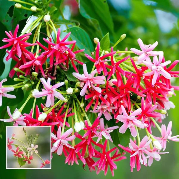 Madhumalti Dwarf, Rangoon Creeper Fresh Organic Flower Plant