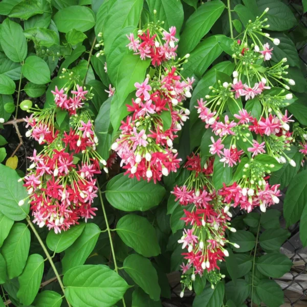 Madhumalti Dwarf, Rangoon Creeper Fresh Organic Flower Plant - Image 2
