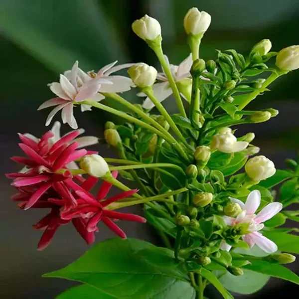 Madhumalti Dwarf, Rangoon Creeper Fresh Organic Flower Plant - Image 4