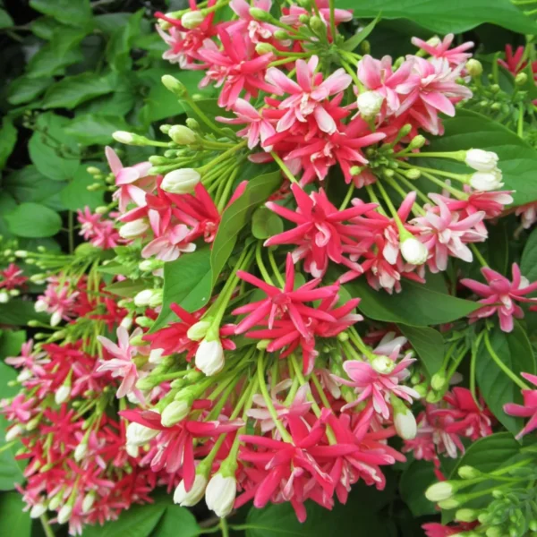 Madhumalti Dwarf, Rangoon Creeper Fresh Organic Flower Plant - Image 3