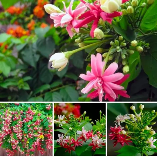 Rangoon Creeper Madhavi Lata Madhumalti Flower Climbers Flower Live Plant - Image 5
