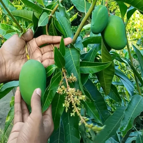 Bangladesh Bari 11 All Time Mango Aam Grafted Fruit Live Plant - Image 2