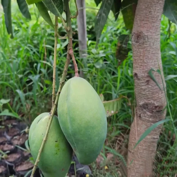Bangladesh Bari 11 All Time Mango Aam Grafted Fruit Live Plant - Image 3