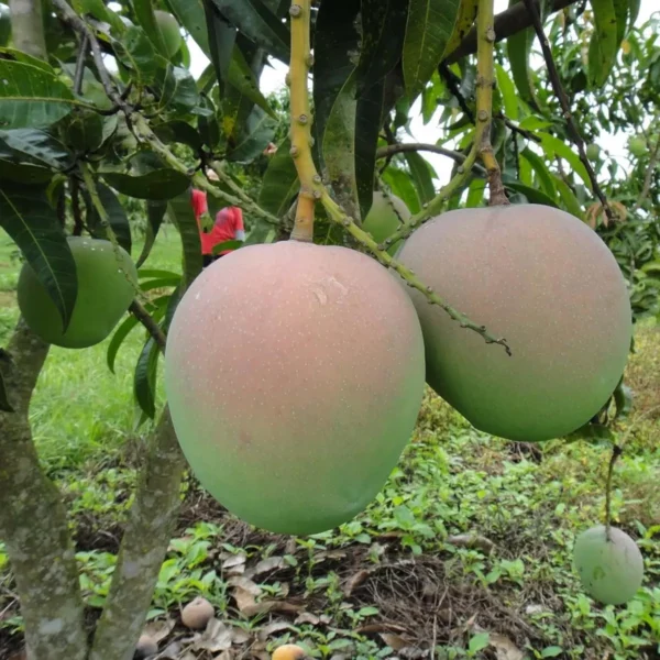 R2E2 Mango Aam Grafted Fruit Live Plant - Image 2