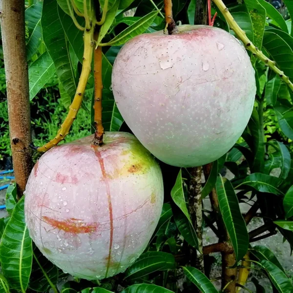 R2E2 Mango Aam Grafted Fruit Live Plant - Image 3