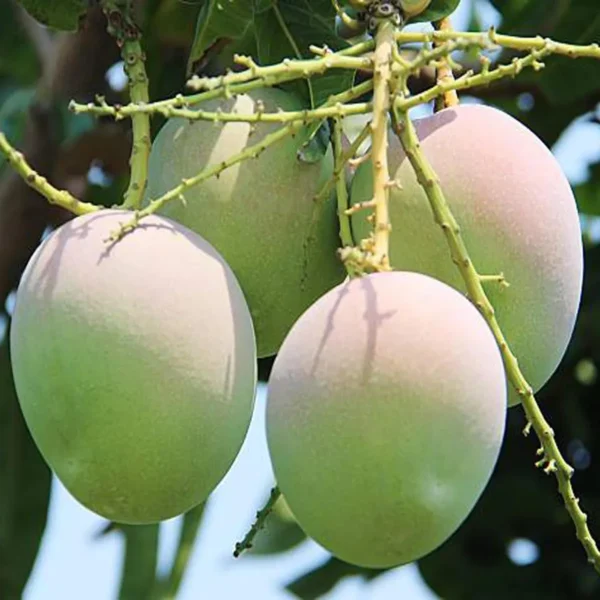 R2E2 Mango Aam Grafted Fruit Live Plant - Image 4