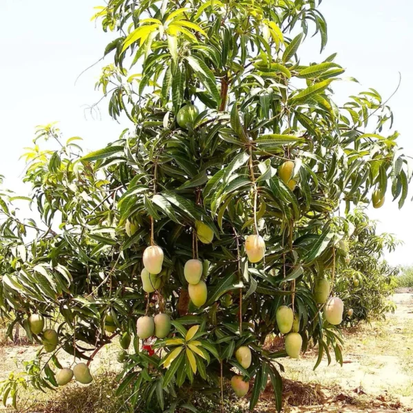 Gir Kesar Mango Aam Grafted Fruit Live Plant - Image 2