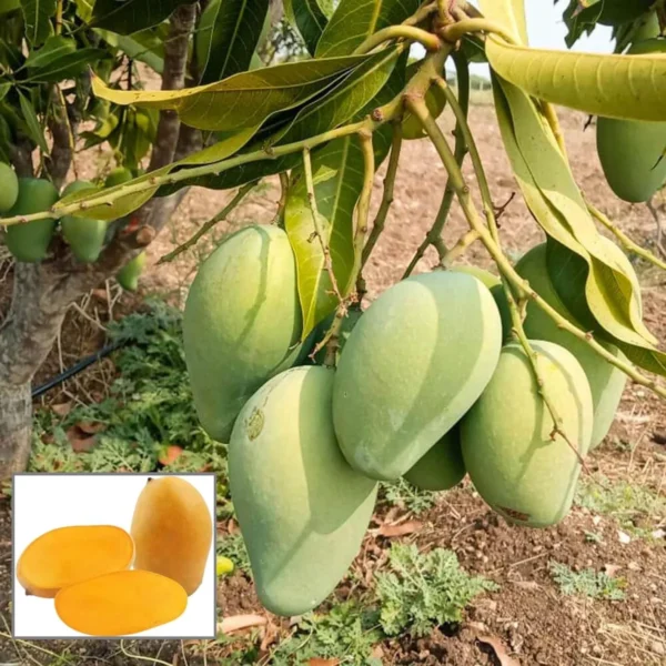Malika Mango Organic Fruit Plant