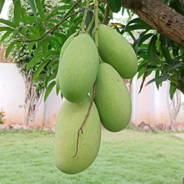 Malika Mango Organic Fruit Plant - Image 2