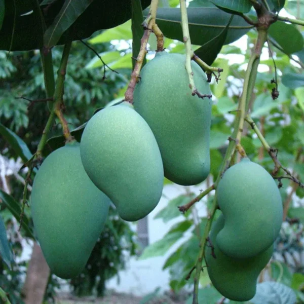 Malika Mango Organic Fruit Plant - Image 3