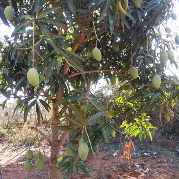 Malika Mango Organic Fruit Plant - Image 4