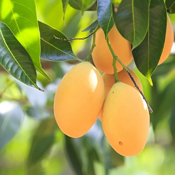 Alphonso Hapus Ratnagiri Mango Aam Grafted Fruit Live Plant - Image 2