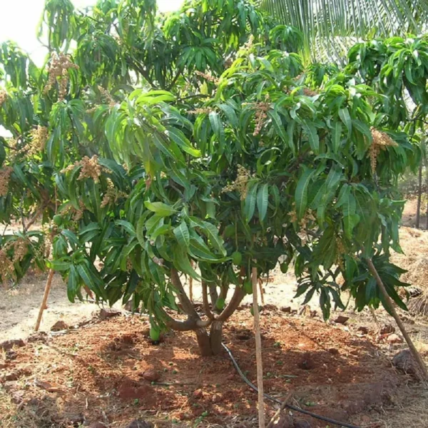 Alphonso Hapus Ratnagiri Mango Aam Grafted Fruit Live Plant - Image 3