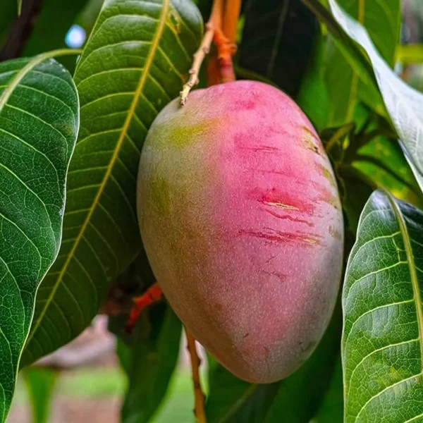 Sindhu Seedless Mango Aam Grafted Fruit Live Plant - Image 2