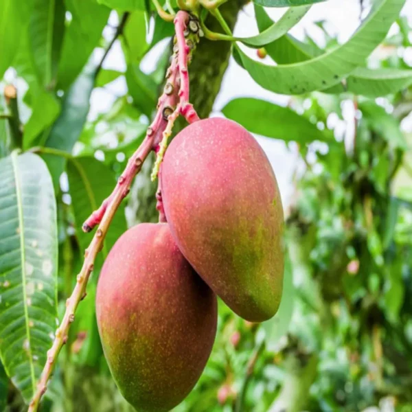 Sindhu Seedless Mango Aam Grafted Fruit Live Plant - Image 3
