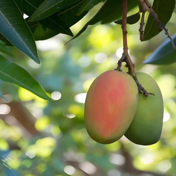 Sindhu Seedless Mango Aam Grafted Fruit Live Plant - Image 4