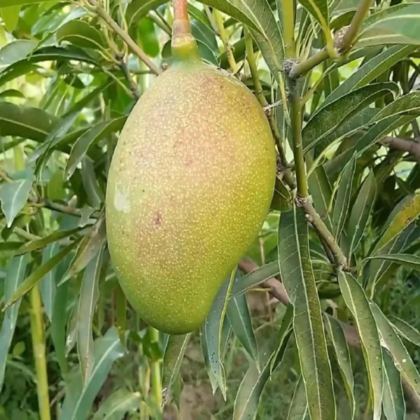 Suvarnarekha Mango Organic Fruit Plant - Image 3