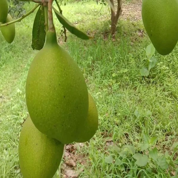 Suvarnarekha Mango Organic Fruit Plant - Image 2