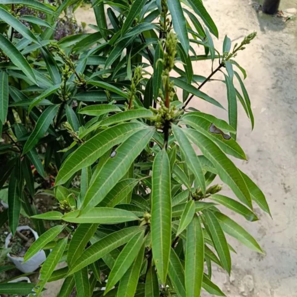Suvarnarekha Mango Organic Fruit Plant - Image 4