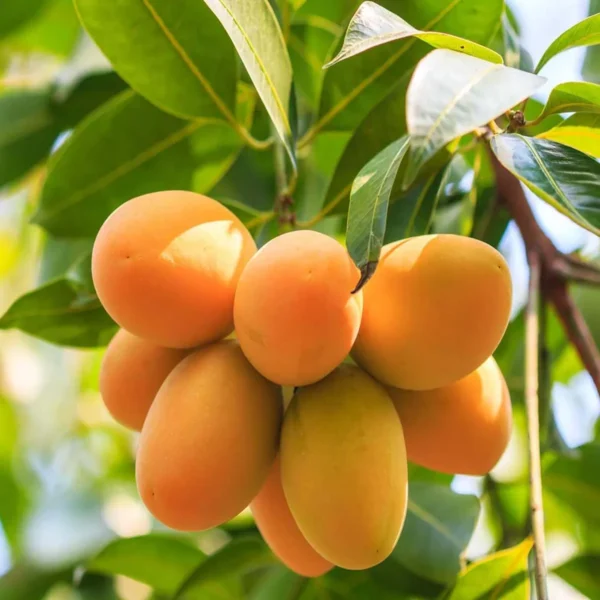 Chinna Rasam Rasalu Mango Aam Grafted Fruit Live Plant - Image 2