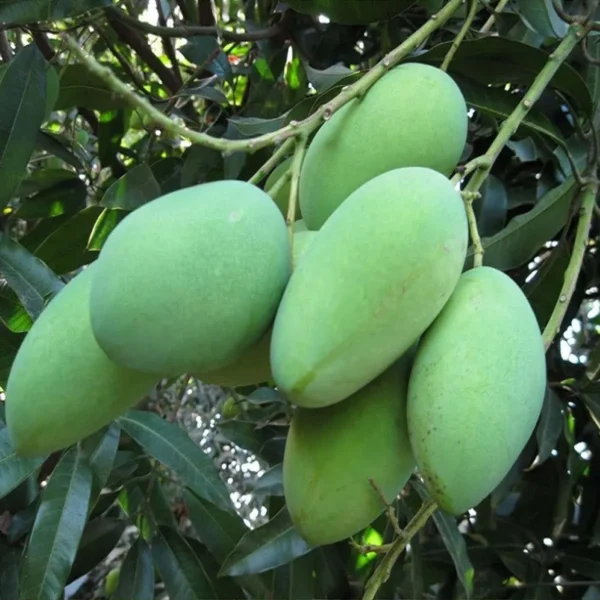 Amrapali Mango Aam Grafted Fruit Live Plant - Image 2