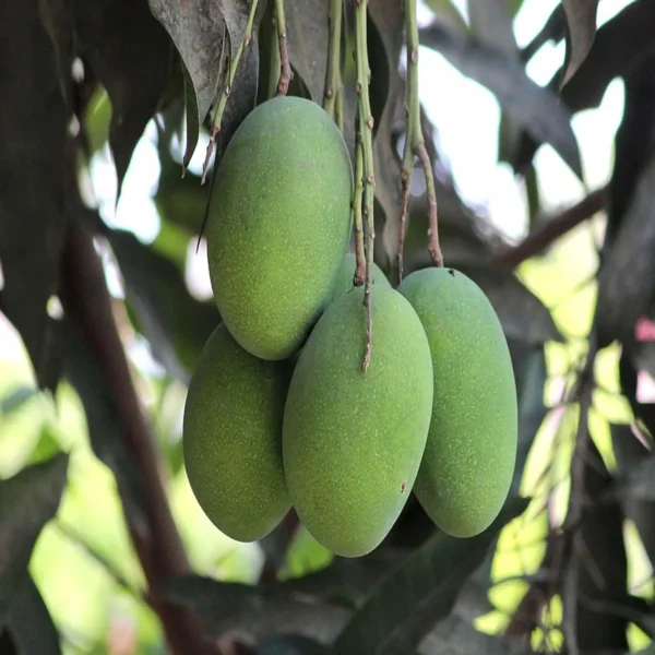 Amrapali Mango Aam Grafted Fruit Live Plant - Image 3