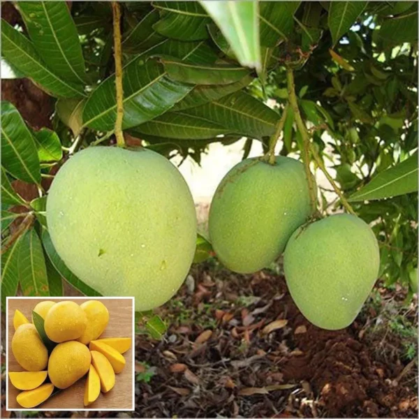Khirsapati Mango Plant-Grafted