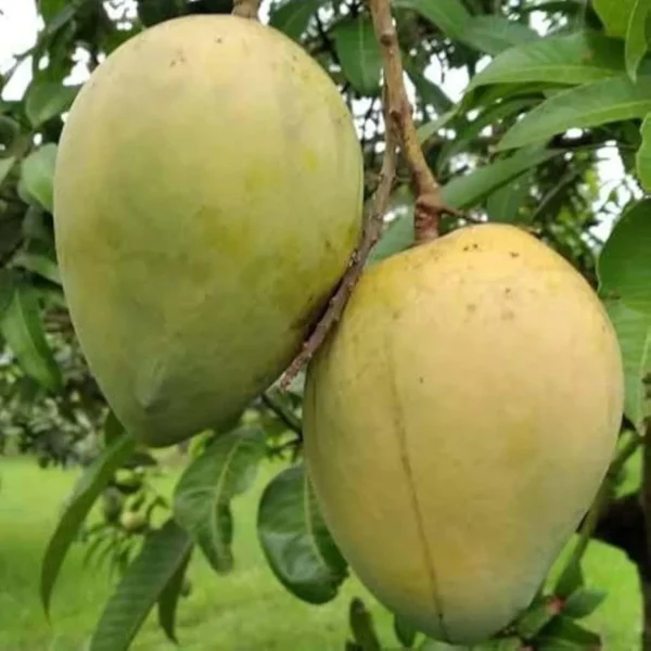 Kishan Bhog Mango Plant (Grafted) - Image 2