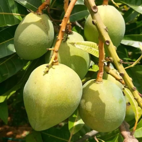 Kishan Bhog Mango Plant (Grafted) - Image 3