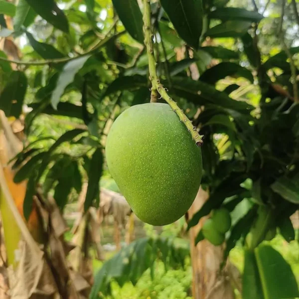 Kishan Bhog Mango Plant (Grafted) - Image 4