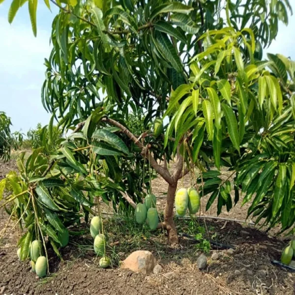 Langra Mango Organic Fruit Plant - Image 2