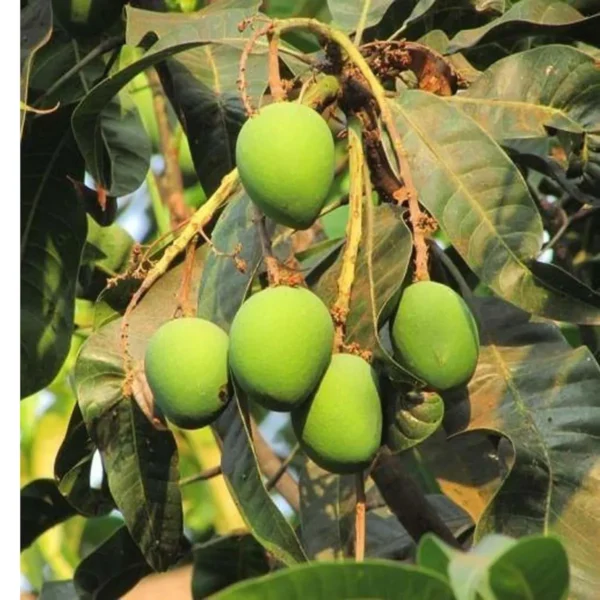 Langra Mango Organic Fruit Plant - Image 3