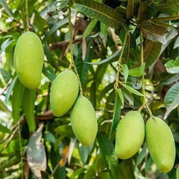 Sweet Kaccha Mitha Mango Aam Grafted Fruit Live Plant - Image 2