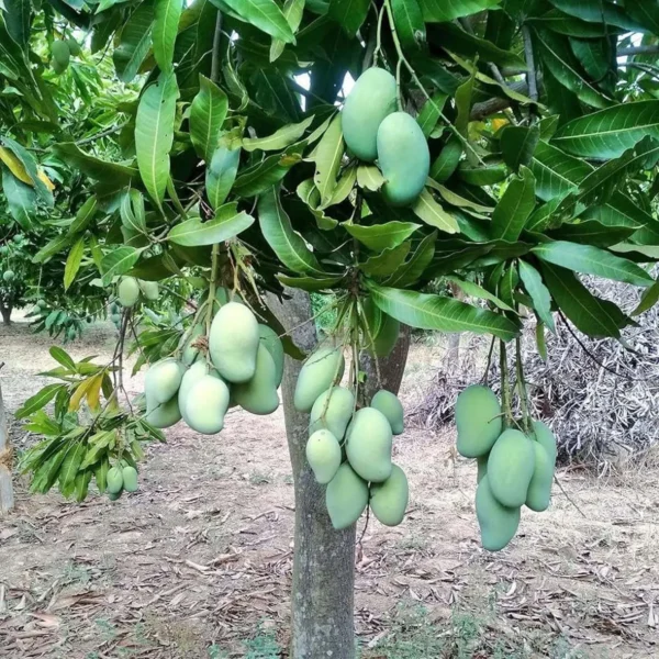 Sweet Kaccha Mitha Mango Aam Grafted Fruit Live Plant - Image 3