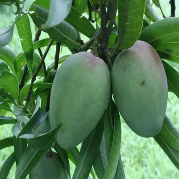 Bombay Shehroli Mango Aam Grafted Fruit Live Plant - Image 2