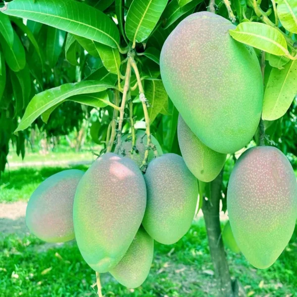 Bombay Shehroli Mango Aam Grafted Fruit Live Plant - Image 3
