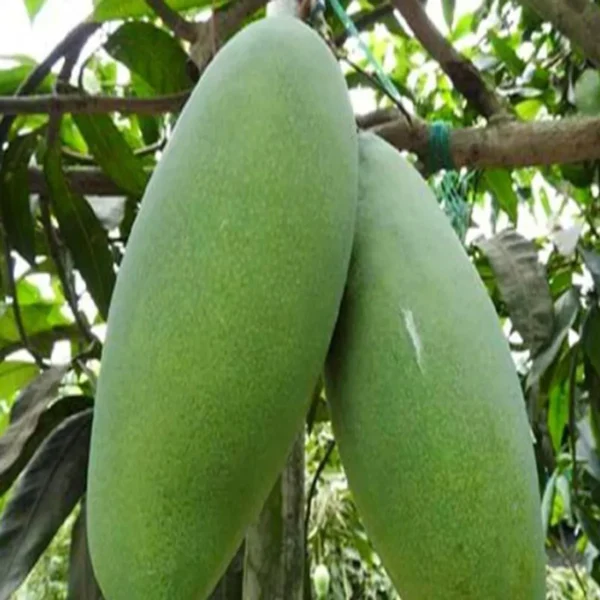 Malda Fazli Mango Aam Grafted Fruit Live Plant - Image 2