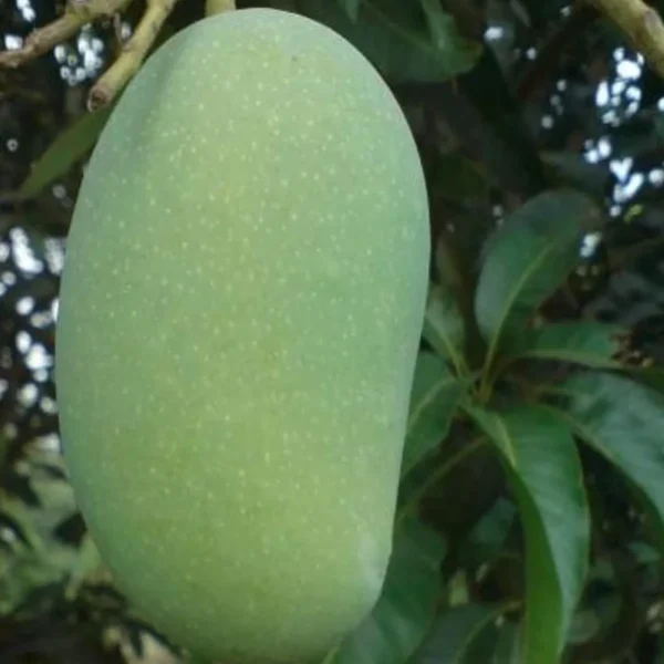 Malda Fazli Mango Aam Grafted Fruit Live Plant - Image 3