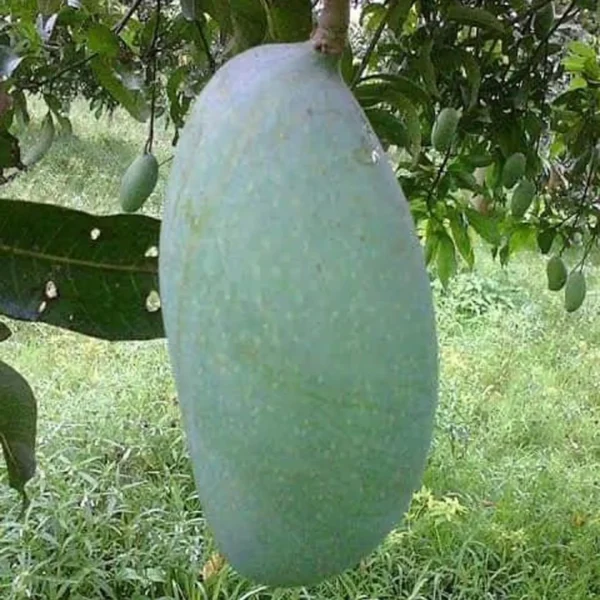 Malda Fazli Mango Aam Grafted Fruit Live Plant - Image 4