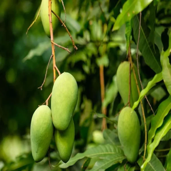 Honey Sweet Chaunsa Mango Aam Grafted Fruit Live Plant - Image 2
