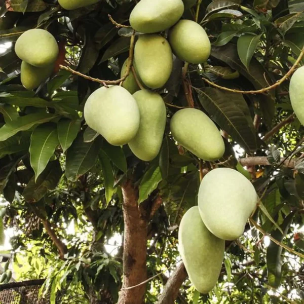 Honey Sweet Chaunsa Mango Aam Grafted Fruit Live Plant - Image 3