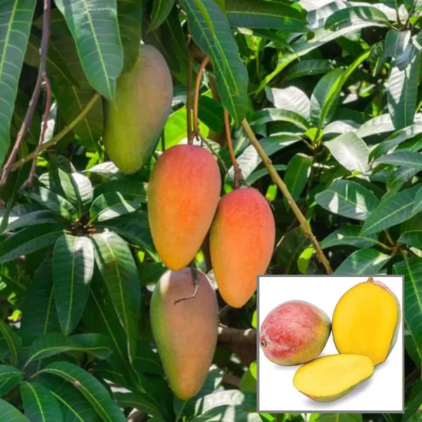 Gulab Khas Mango Organic Fruit Plant - Image 2