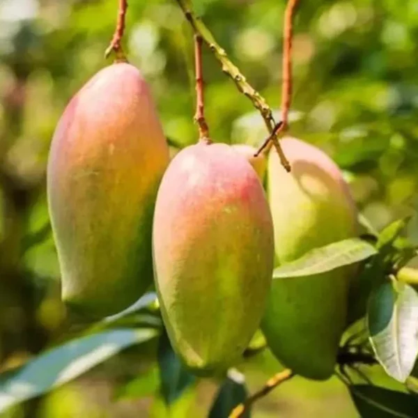 Gulab Khas Mango Organic Fruit Plant - Image 3