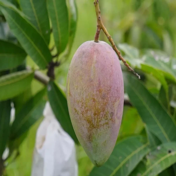 Gulab Khas Mango Organic Fruit Plant - Image 4