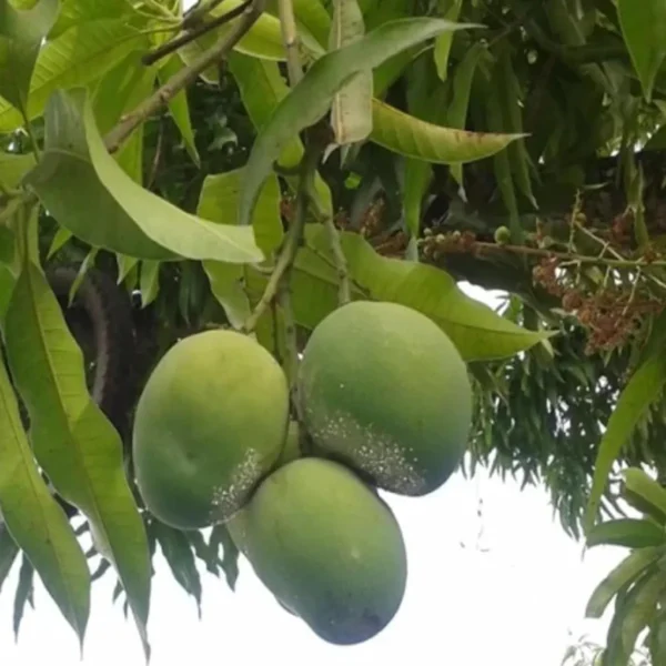 Malgova Mulgoba Mango Aam Grafted Fruit Live Plant - Image 3